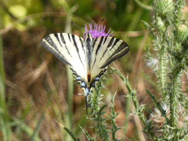 Iphiclides podalirius - kardoslepke