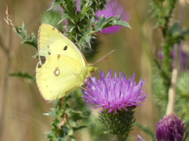 Colias erate - csángó-kéneslepke