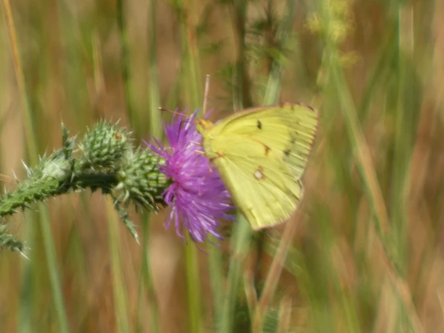Colias erate - csángó-kéneslepke