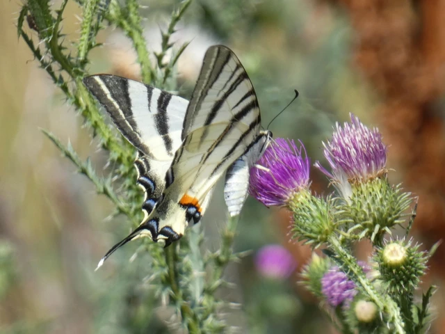 Iphiclides podalirius - kardoslepke