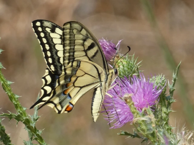 Papilio machaon - fecskefarkú lepke