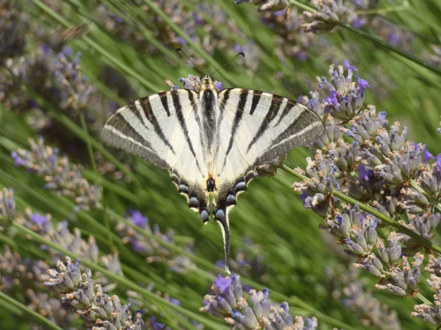 Iphiclides podalirius - kardoslepke