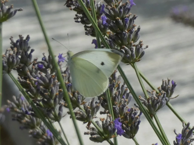 Pieris rapae - répalepke