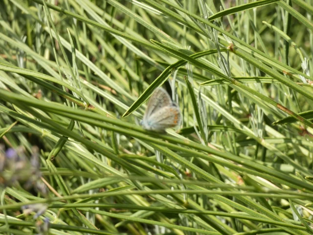 Polyommatus icarus - közönséges boglárka