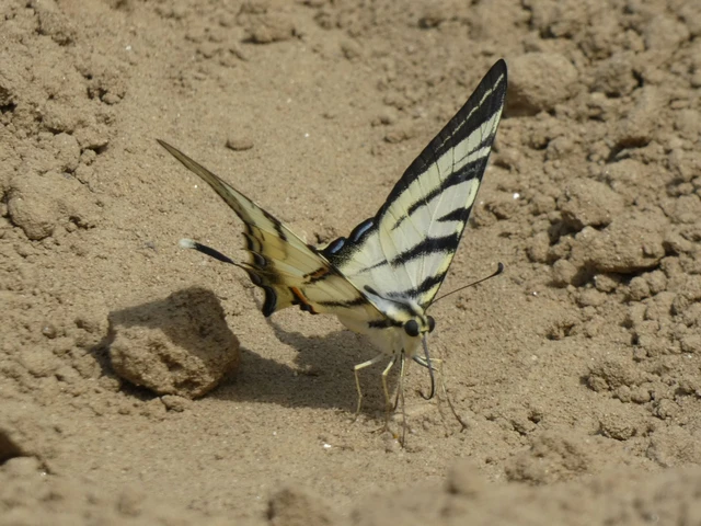Iphiclides podalirius - kardoslepke