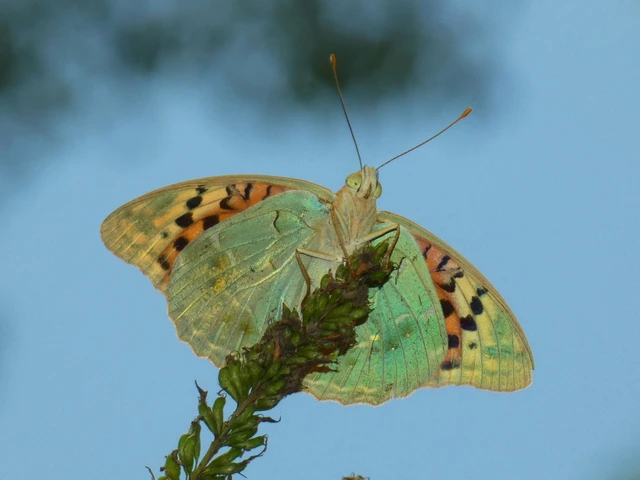 Argynnis pandora - zöldes gyöngyházlepke