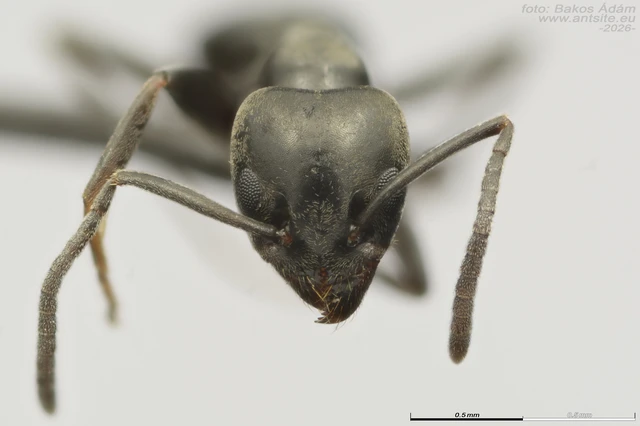 Tapinoma erraticum - kóborhangya Tapinoma erraticum - kóborhangya