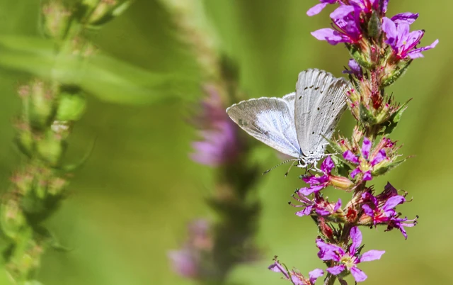 Celastrina argiolus - bengeboglárka