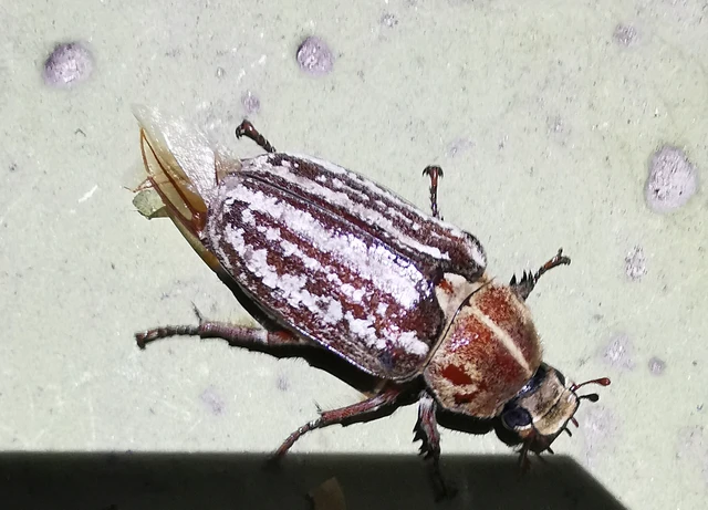 Anoxia orientalis - keleti cserebogár