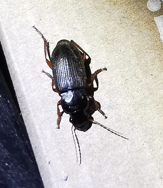 Coleoptera - Bogarak