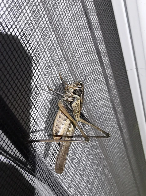 Orthoptera - Egyenesszárnyúak