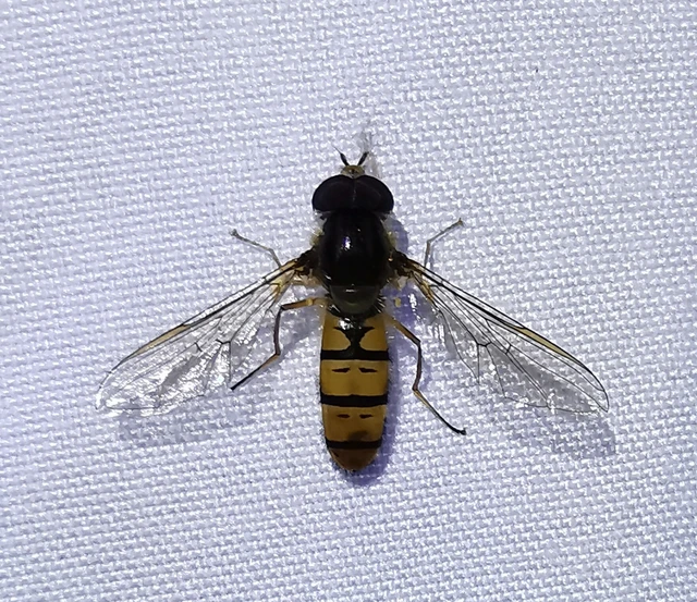 Diptera - Kétszárnyúak Diptera - Kétszárnyúak