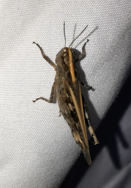 Orthoptera - Egyenesszárnyúak