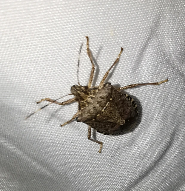 Halyomorpha halys - ázsiai márványospoloska Halyomorpha halys - ázsiai márványospoloska