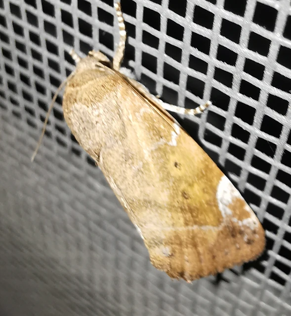 Cosmia affinis - barna lombbagoly
