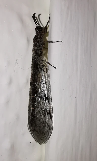 Neuroptera - Recésszárnyúak