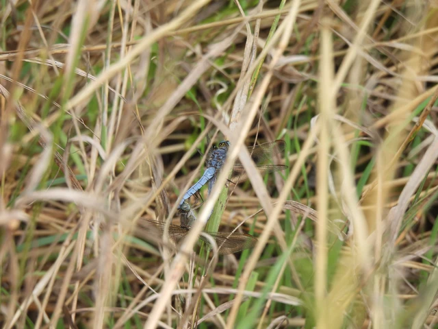 Orthetrum coerulescens - karcsú pásztorszitakötő Orthetrum coerulescens - karcsú pásztorszitakötő