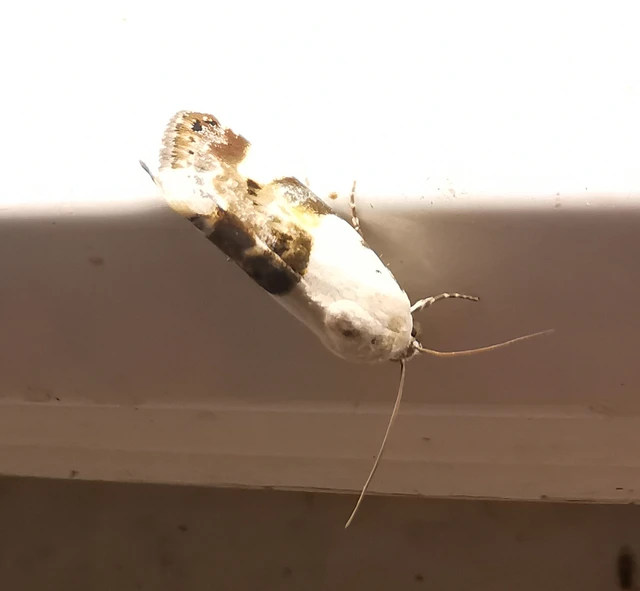 Acontia lucida - fehér nappalibagoly