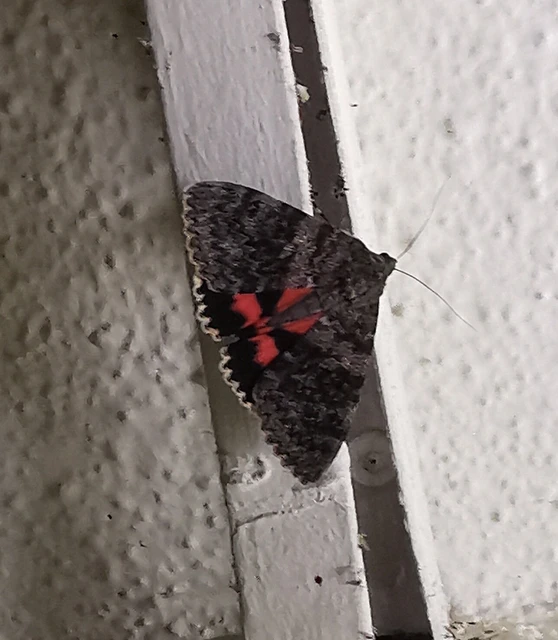 Catocala elocata - közönséges övesbagoly