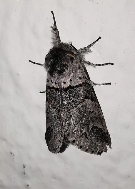 Furcula bifida - kis púposszövő