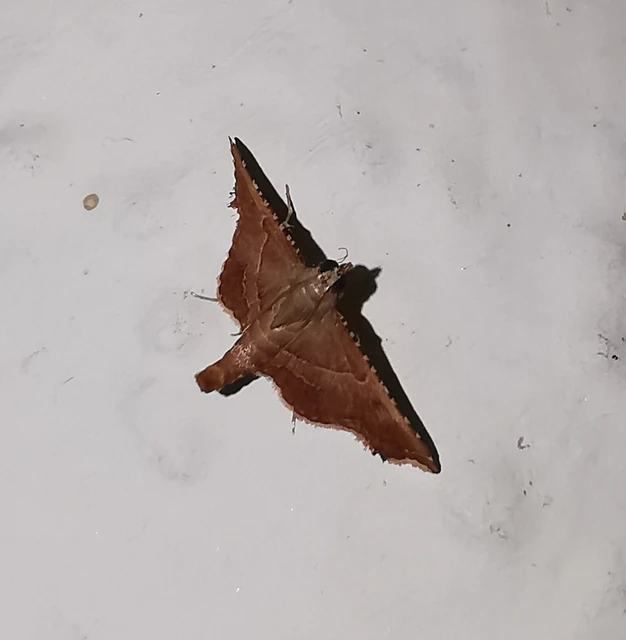 Endotricha flammealis - tüzesszárnyú fényilonca