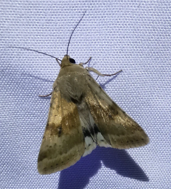 Heliothis viriplaca - mácsonyabagoly