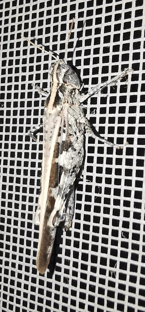 Orthoptera - Egyenesszárnyúak