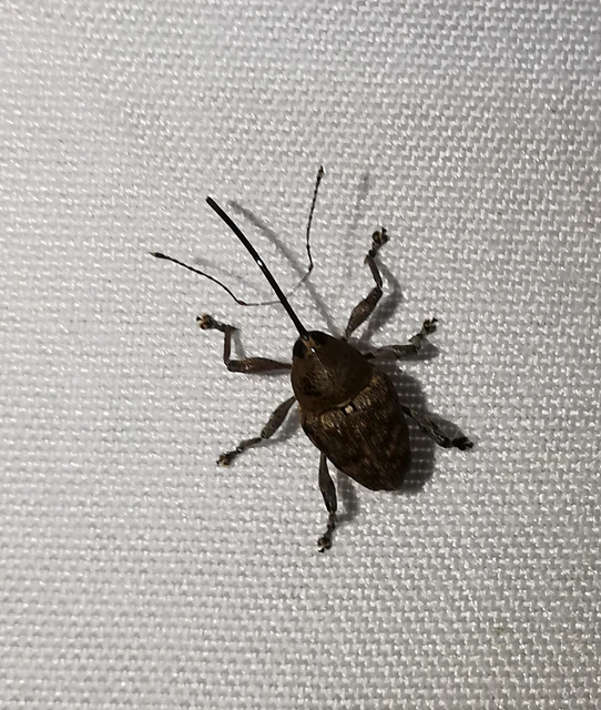 Curculio glandium - tölgymakkzsuzsóka