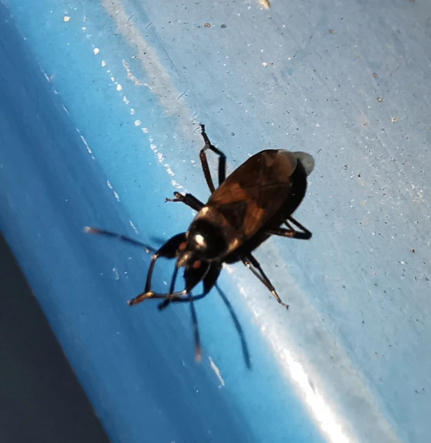 Eremocoris fenestratus - avarbodobács Eremocoris fenestratus - avarbodobács