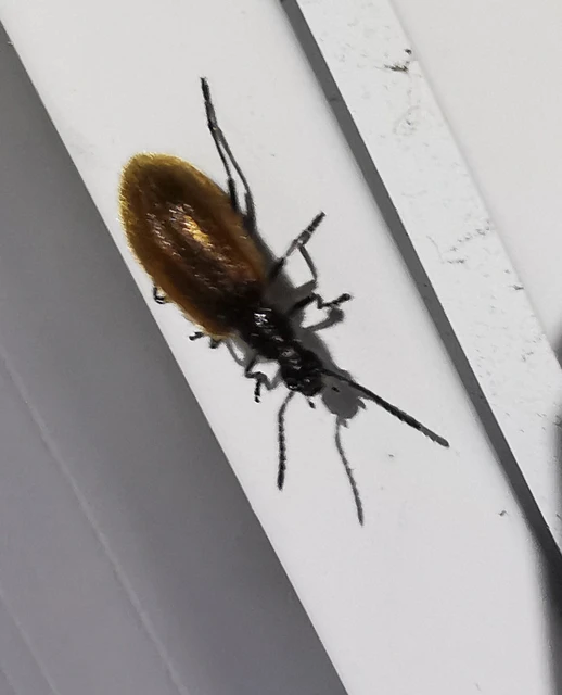 Coleoptera - Bogarak