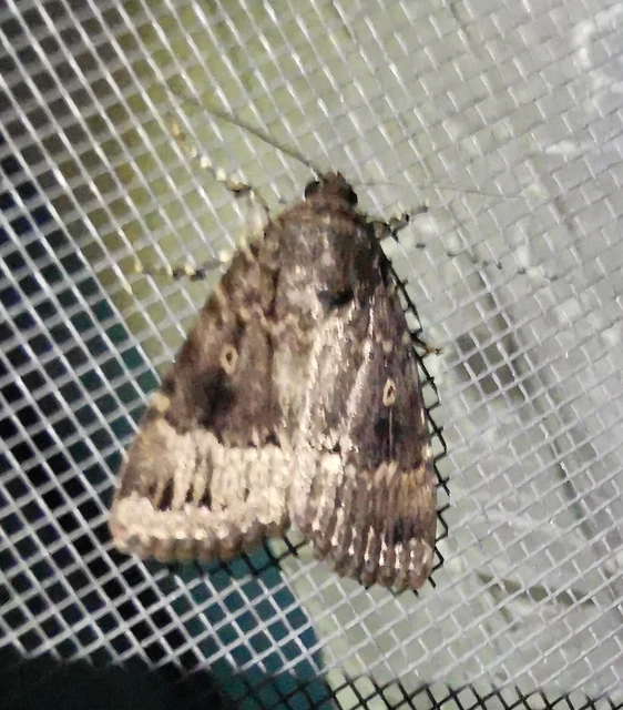 Amphipyra pyramidea - fahéjszínű bagoly