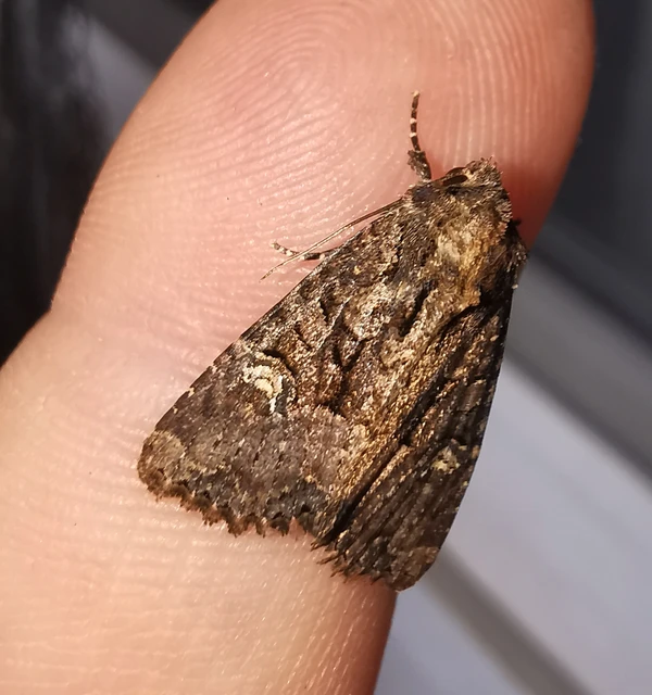 Mesapamea secalella/secalis