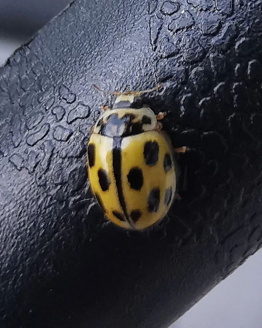 Propylea quatuordecimpunctata - tizennégypettyes füsskata