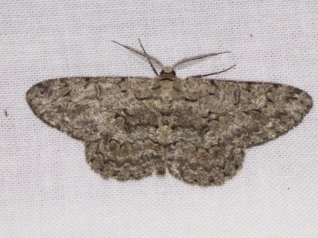 Hypomecis punctinalis - pettyes faaraszoló