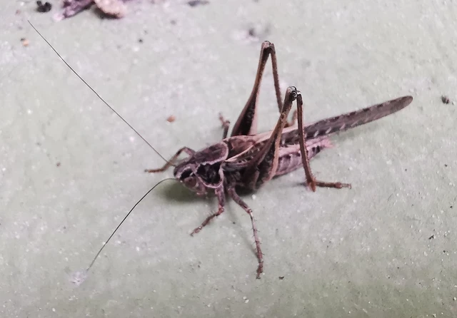 Orthoptera - Egyenesszárnyúak