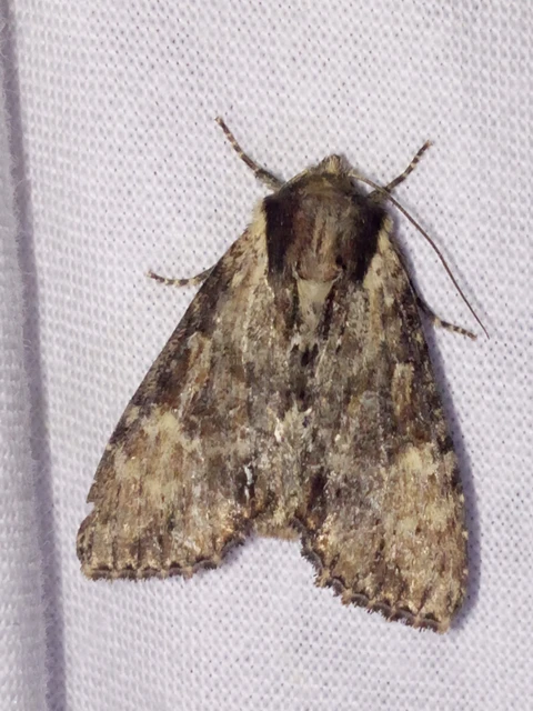 Apamea crenata - rozsdás dudvabagoly