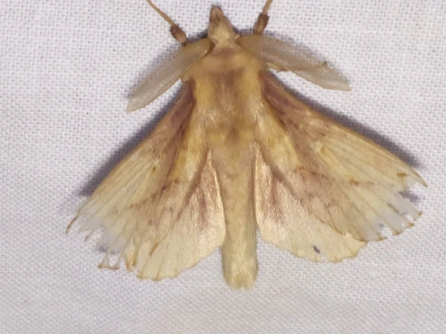 Euthrix potatoria - szomjas pohók