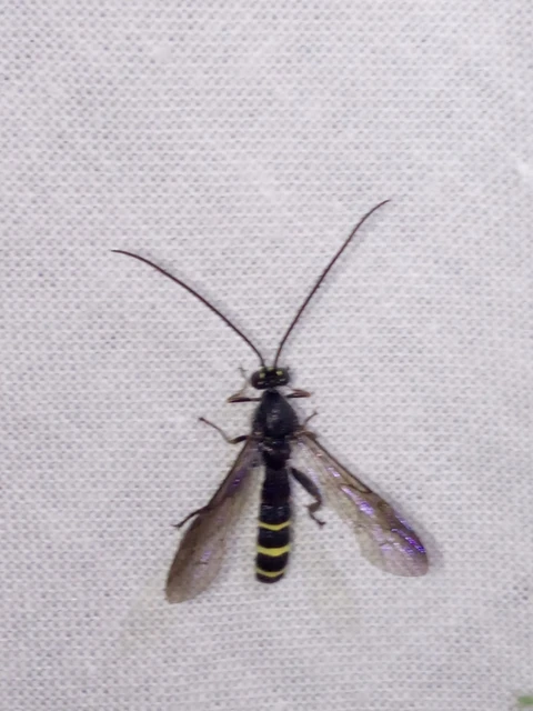 Hymenoptera - Hártyásszárnyúak Hymenoptera - Hártyásszárnyúak