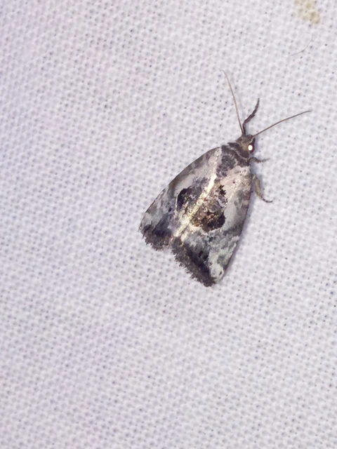 Hapalotis venustula - rózsaszínű mázasbagoly