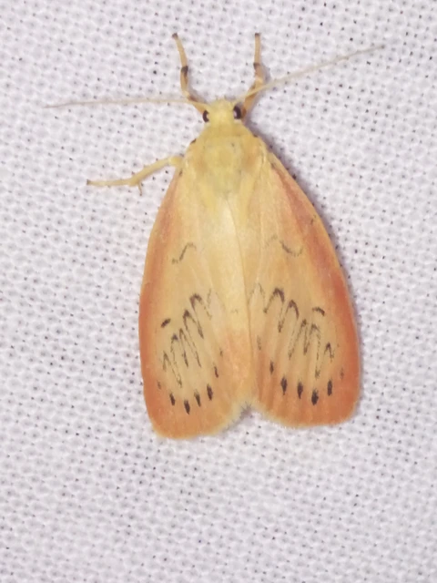 Miltochrista miniata - piros medvelepke