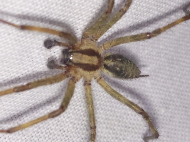 Araneae - Pókok