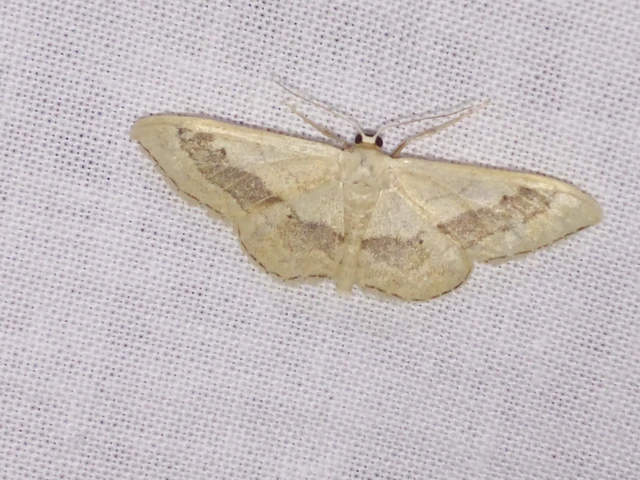 Idaea aversata - nagy sávosaraszoló