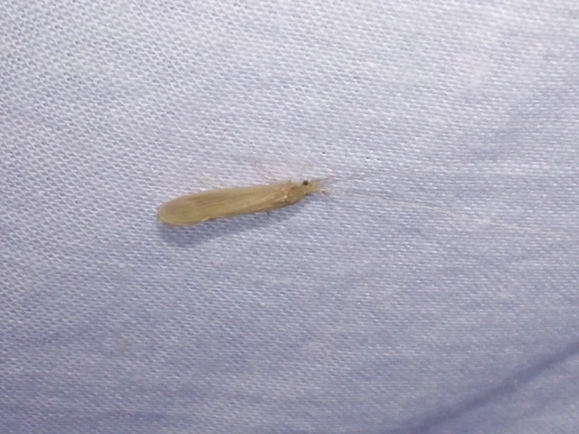 Trichoptera - Tegzesek