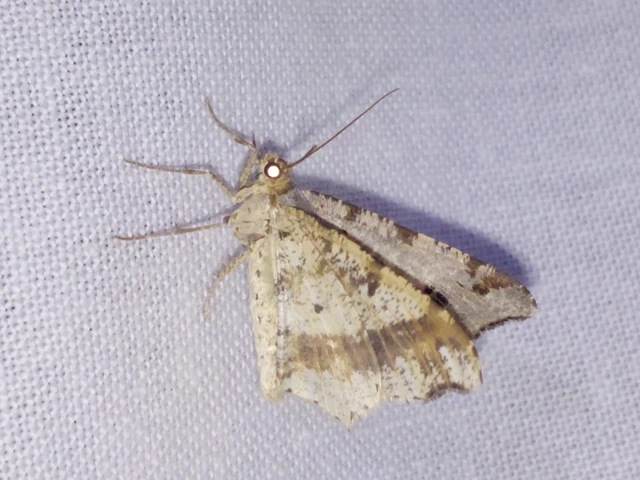 Macaria alternata - közönséges szürkearaszoló