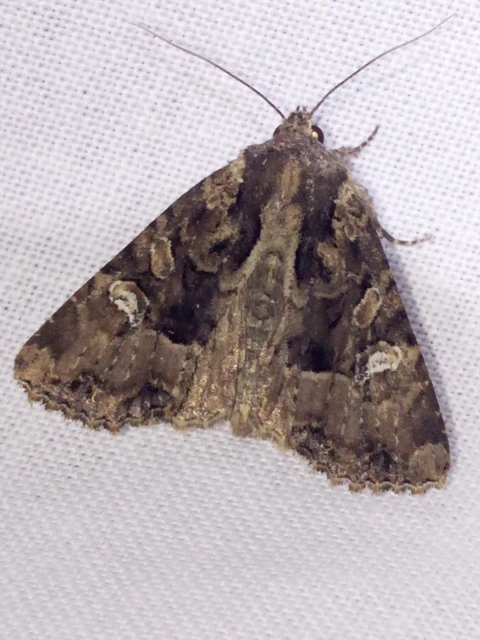 Mesapamea secalella/secalis