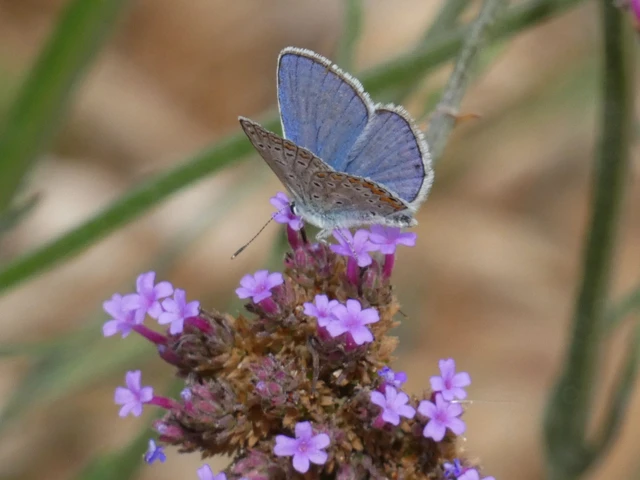 Polyommatus icarus - közönséges boglárka