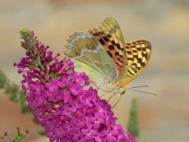 Argynnis pandora - zöldes gyöngyházlepke