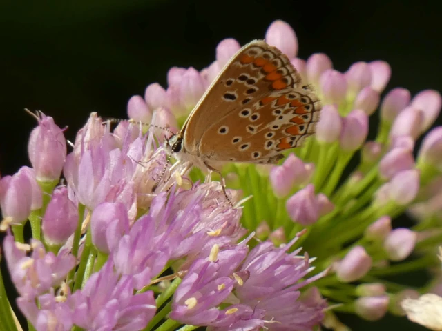 Aricia agestis - szerecsenboglárka