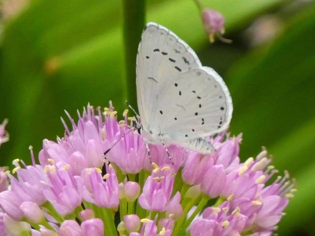 Celastrina argiolus - bengeboglárka