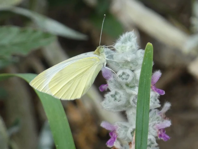 Pieris rapae - répalepke